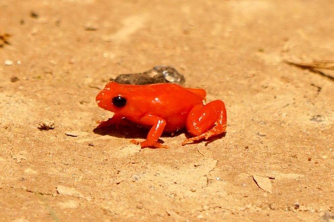 Two Days Tour to Andasibe NP - Pickup and Schedule