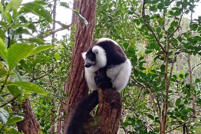Two Days Tour to Andasibe NP - Reviews and Experiences