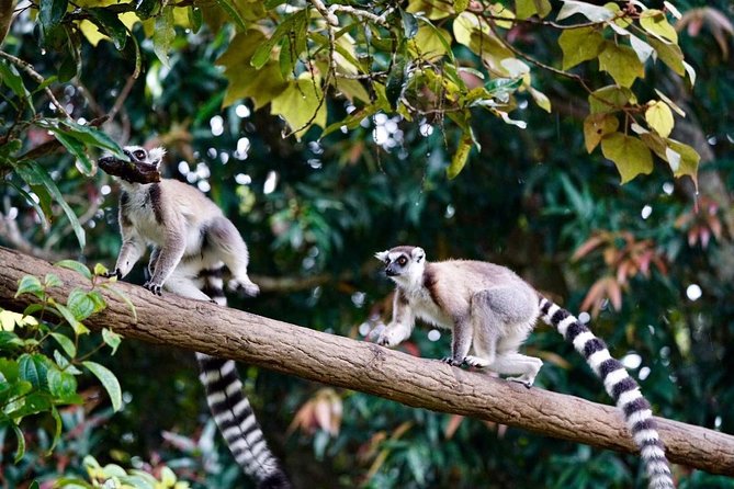Two Days Tour to Andasibe NP - Itinerary
