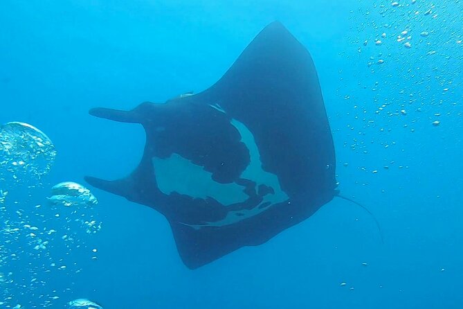 Two Dive Tour | Las Catalinas Islands - Diving Experience