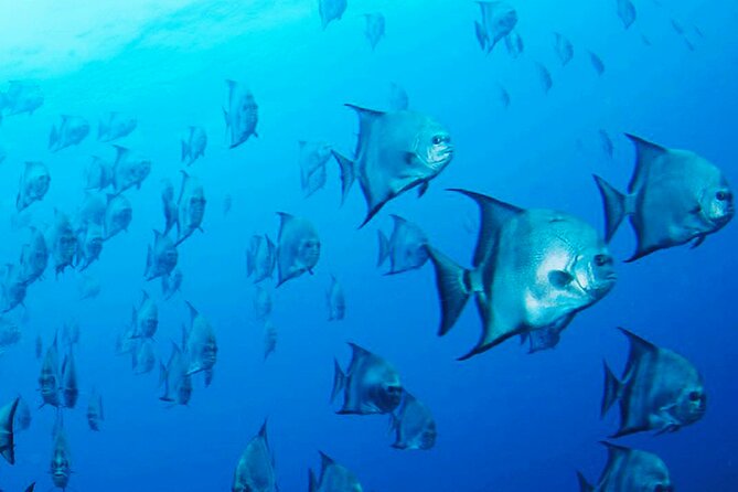 Two Dive Tour | Las Catalinas Islands - Meeting and Pickup