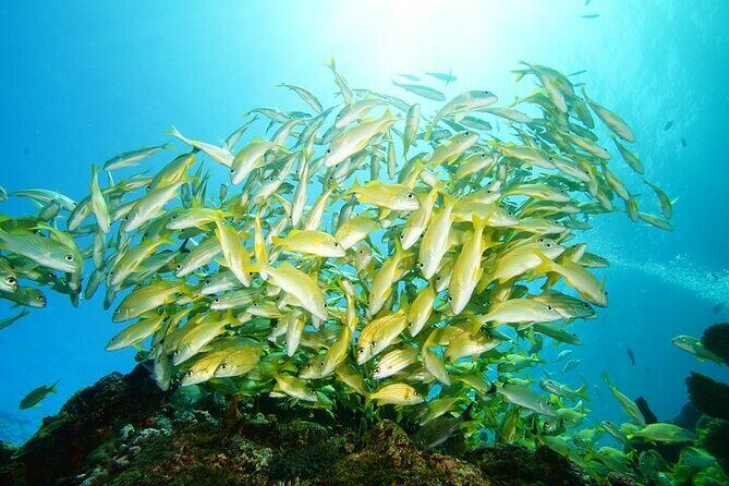 Two Dives and Class for Begginers Divers in Cancun - Real Experiences from Past Participants