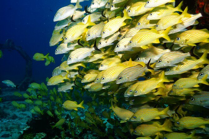 Two Dives and Class for Begginers Divers in Cancun - Practical Details and What You Need to Know