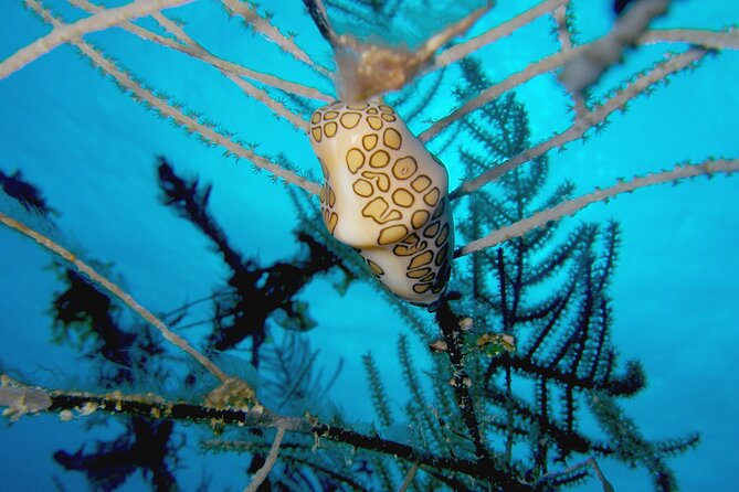 Two Dives for Certificates in the Coral Reef in Mahahual Costa Maya - The Diving Experience