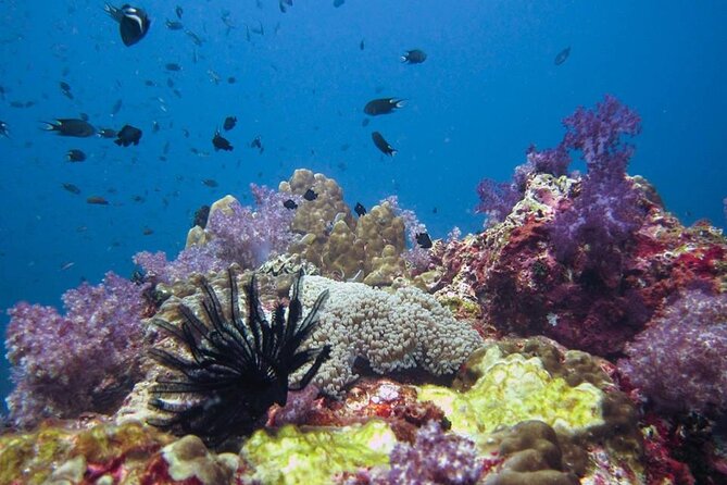 Two Fun Dives With Certified Divers on Phi Phi Island - Health and Safety Requirements