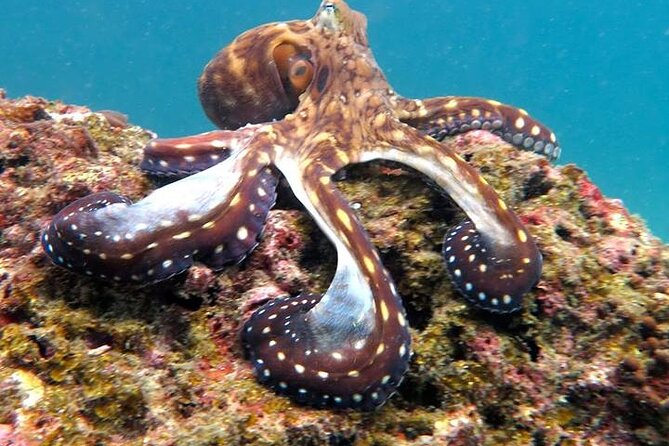 Two Fun Dives With Certified Divers on Phi Phi Island - Booking Information