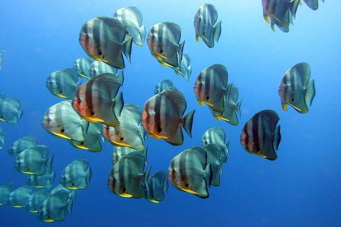 Two Fun Dives With Certified Divers on Phi Phi Island - Lunch and Refreshments