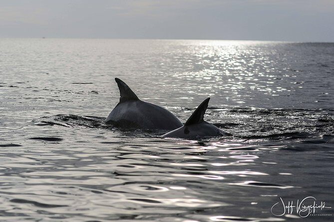 Two-Hour Everglades Dolphin, Manatee and Birding Boat Tour - Concluding Thoughts
