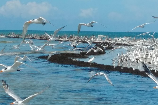 Two-Hour Everglades National Park Dolphin, Birding and Wildlife Boat Tour - Tour Details and Duration