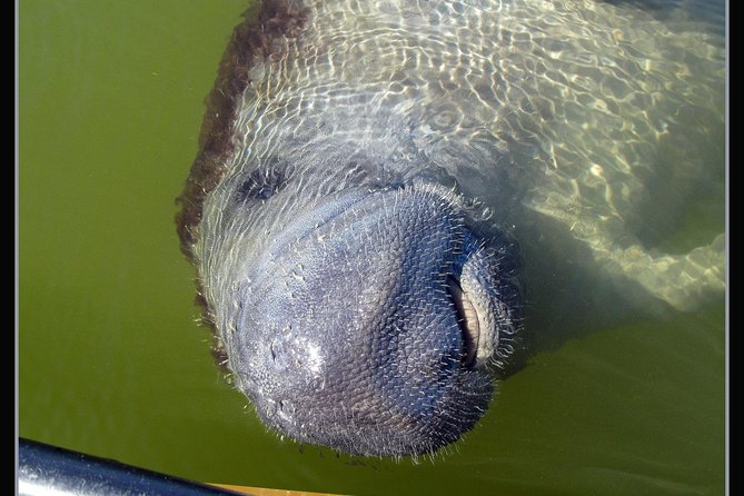 Two-Hour Everglades National Park Dolphin, Birding and Wildlife Boat Tour - Accessibility and Accommodations