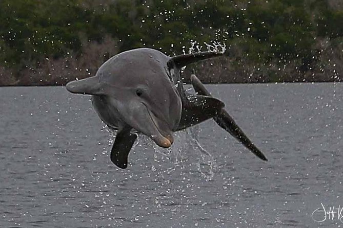 Two-Hour Everglades National Park Dolphin, Birding and Wildlife Boat Tour - Tour Group Size Limitation