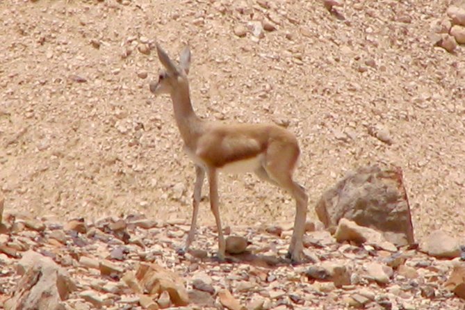 Two Hour Guided Jeep Tour in to and Around the Ramon Crater - Accommodating Larger Groups