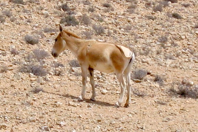 Two Hour Guided Jeep Tour in to and Around the Ramon Crater - Reviews and Recommendations