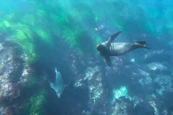 Two Hour Kayak and Snorkel Tour for Two in La Jolla - Tour Schedule and Logistics