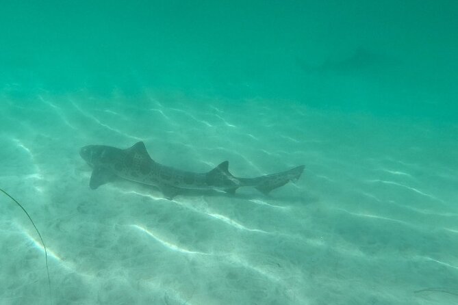 Two Hour Kayak and Snorkel Tour for Two in La Jolla - Physical Fitness Requirement