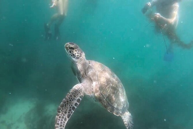 Two Hour Kayak and Snorkel Tour for Two in La Jolla - Tour Operator Information