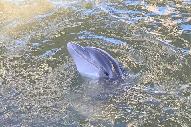 Two Hour Large Group Dolphin Tour - Accessibility Information
