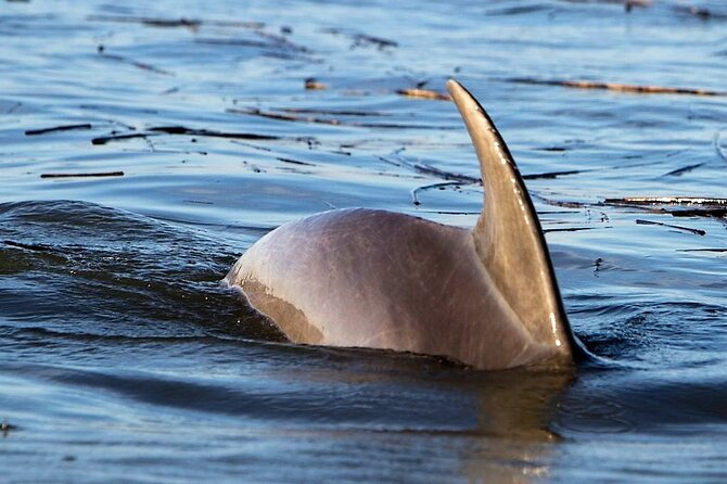 Two Hour Large Group Dolphin Tour - Booking Confirmation