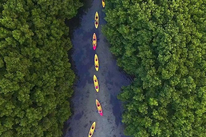 Two-In-One Day Trip: El Yunque and Bio Bay Tour With Transport - Exploring El Yunque Rainforest