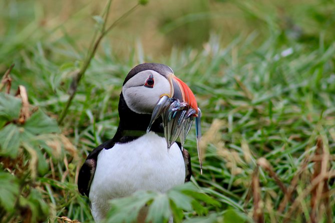 Two-In-One: Whale & Puffin Watching Tours From Reykjavik - Customer Reviews Highlights