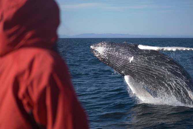 Two-In-One: Whale & Puffin Watching Tours From Reykjavik - Whale Watching Experience