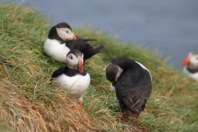 Two-In-One: Whale & Puffin Watching Tours From Reykjavik - Puffin Watching Experience
