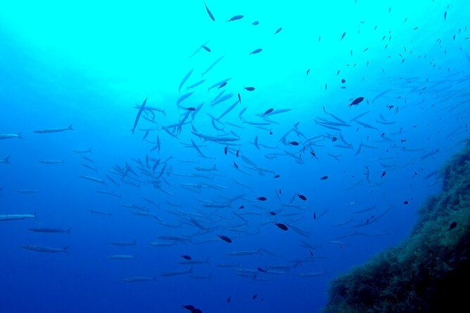 Two Morning Dives in Gozo for Certified Diver - Discovering the Marine Life