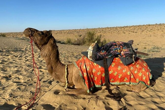 Two-Night Camel Safari and Desert Camping - Meeting and Pickup
