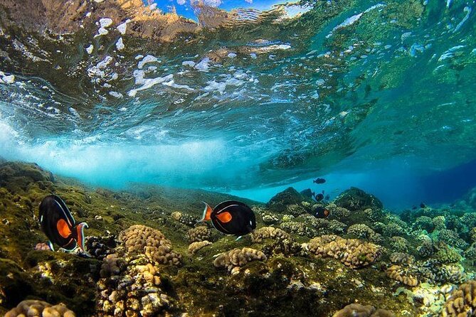 Two Stop Snorkel Adventure From Maui - Whats Included