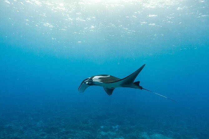 Two Stop Snorkel Adventure From Maui - Meeting and Pickup