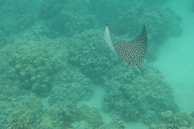Two Stop Snorkel and Shipwreck From Dockyard - Participant Experiences and Feedback