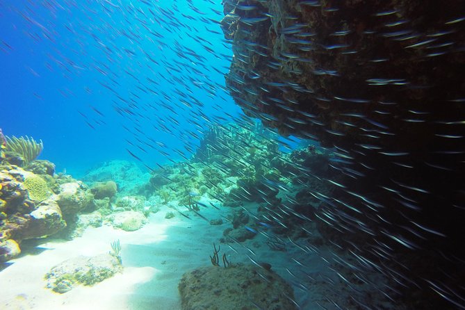 Two-Tank Dive for Certified Diving in St Thomas - Highlights of Dive Sites Explored