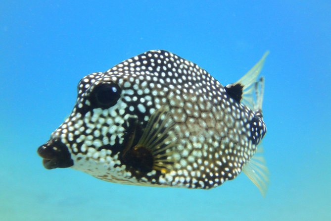 Two-Tank Dive for Certified Diving in St Thomas - Planning Your Dive Excursion