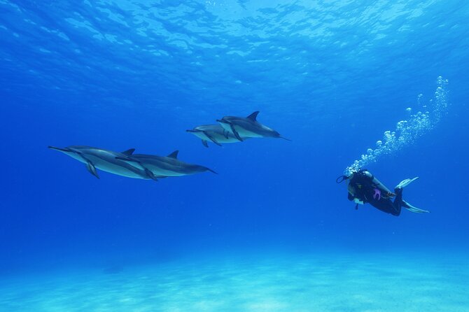 Two Tank Morning Reef Dive and Snorkel - Detailed Itinerary and Pickup Information