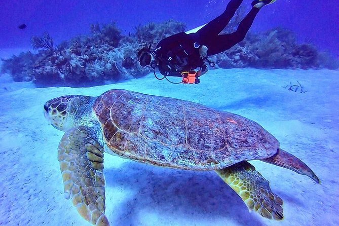 Two Tanks Local Diving for Certified Divers, SCUBA Gear Included - Dive Site Choices