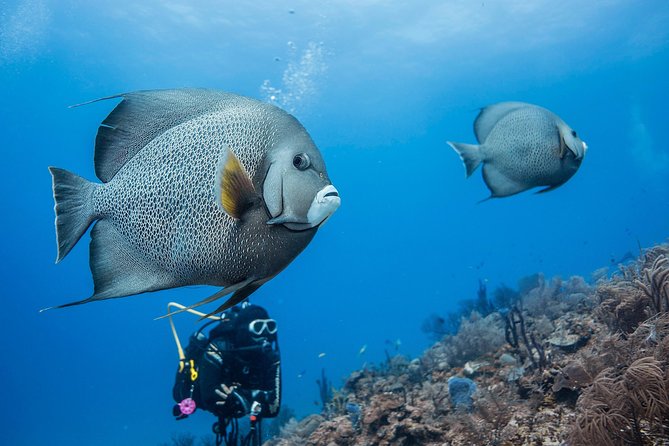 Two Tanks Local Diving for Certified Divers, SCUBA Gear Included - Participant Requirements