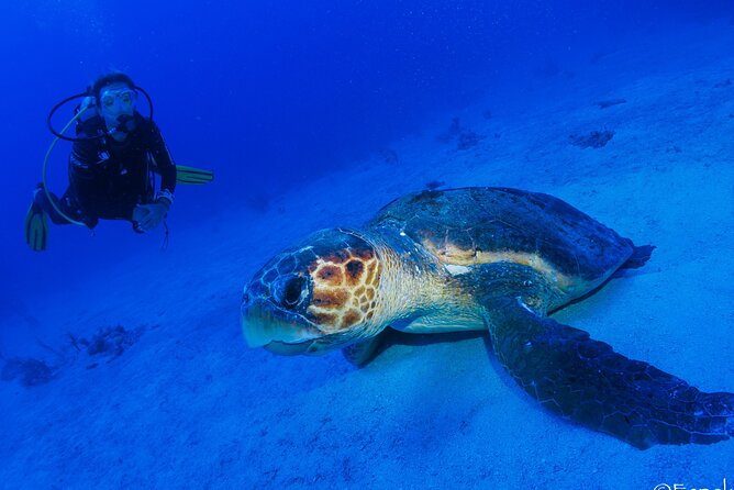 Two Tanks Local Diving for Certified Divers, SCUBA Gear Included - Positive Guest Feedback