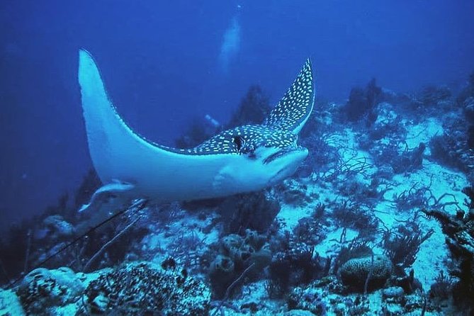 Two Tanks Local Diving for Certified Divers, SCUBA Gear Included - Concerns From Reviews