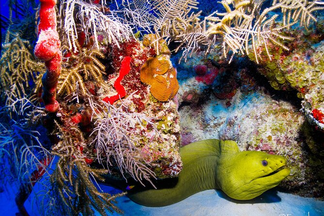 Two Tanks Local Diving for Certified Divers, SCUBA Gear Included - Cancellation and Payment Options