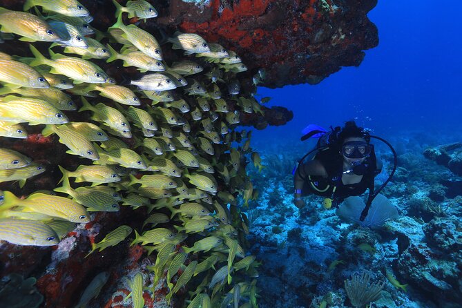 Two Tanks Scuba Diving for Beginners in Cancun - Diving Safety Considerations