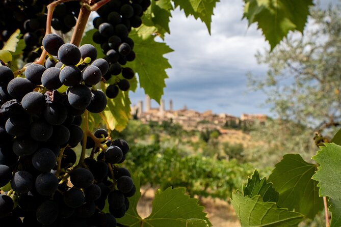 Two Wine Tastings and Visit to a Historic Cellar Inside Old Walls of Montalcino - Participant Information