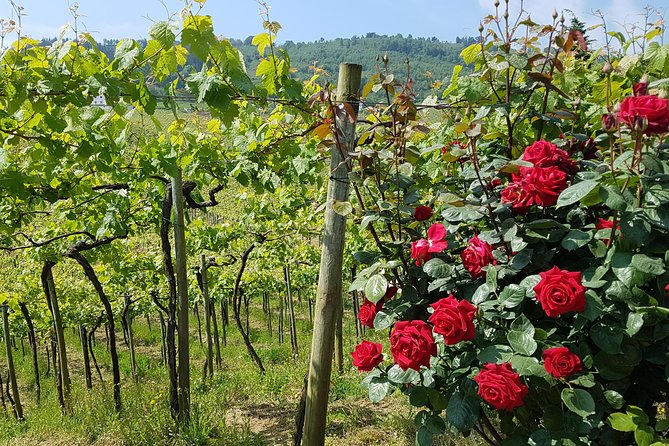 Txakoli Winery Tour Through the Coast From San Sebastian - Overview of the Tour