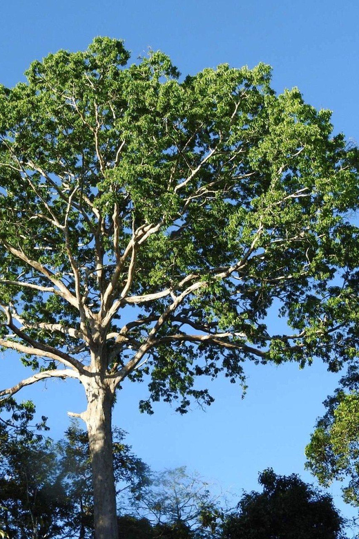 Typical Iquitos 3 Days/ 2 Nights Jungle - Key Points