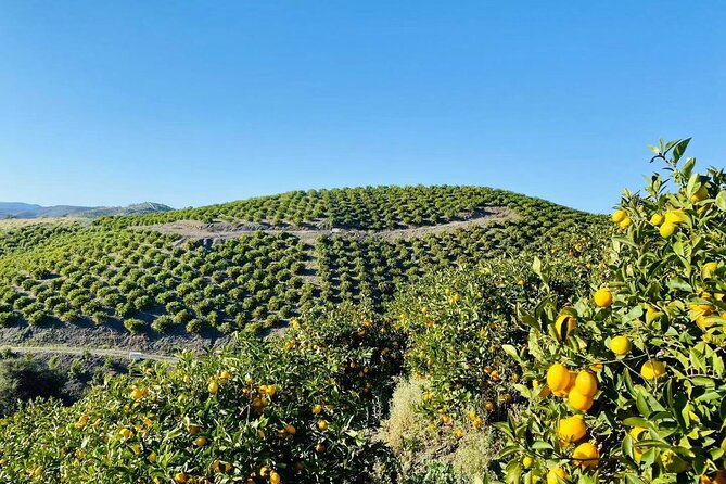U-Pick - Tangerine and Lemon Picking at Sunmist Tangerine Farm - Pricing and Produce Details