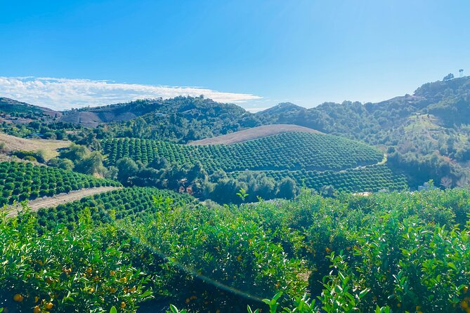 U-Pick - Tangerine and Lemon Picking at Sunmist Tangerine Farm - Booking and Reservation Information