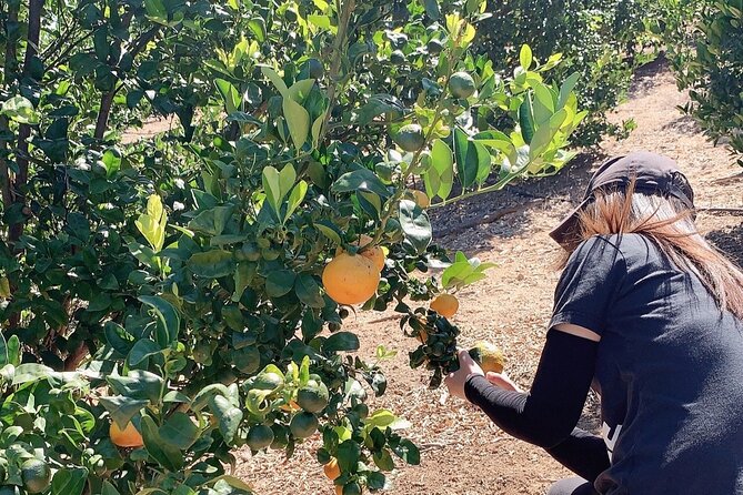 U-Pick - Tangerine and Lemon Picking at Sunmist Tangerine Farm - Getting to Sunmist Tangerine Farm
