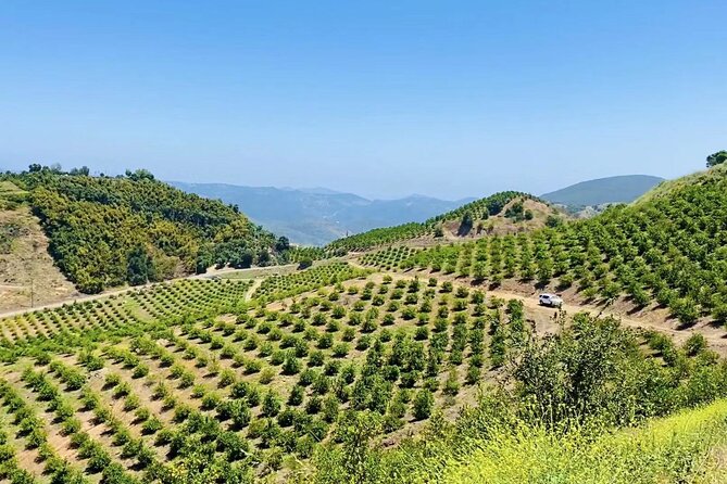 U-Pick - Tangerine and Lemon Picking at Sunmist Tangerine Farm - What to Expect on Your Visit
