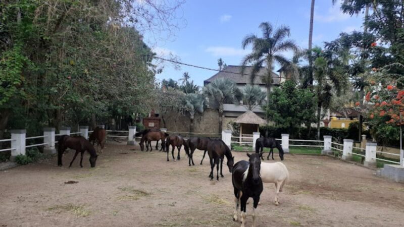 Ubud: 1 Hour Beach Horse Riding With Transfer - Customer Feedback