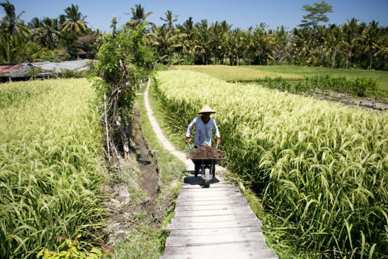 Ubud: 3-Hour Walking Tour With Lunch - Key Points