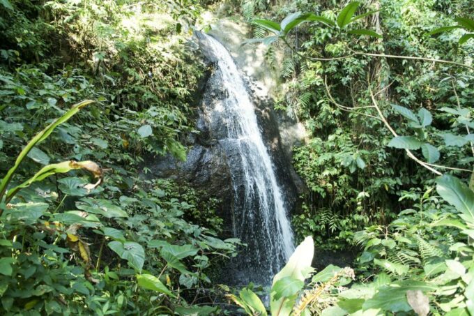Ubud: 3-Hour Walking Tour With Lunch - Customer Ratings and Feedback